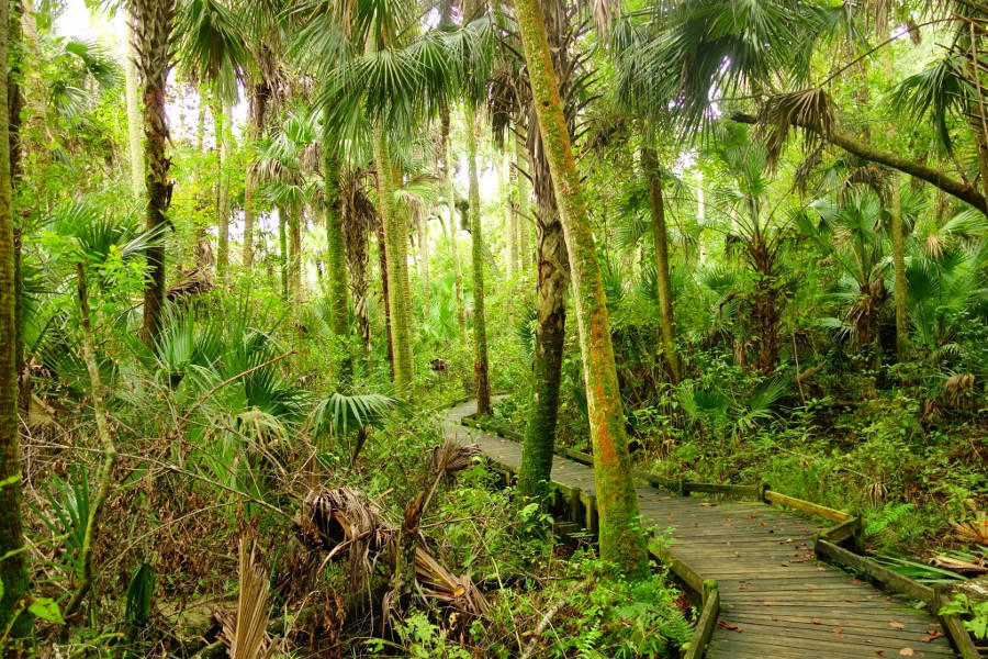 Timucuan Trail Ocala National Forest