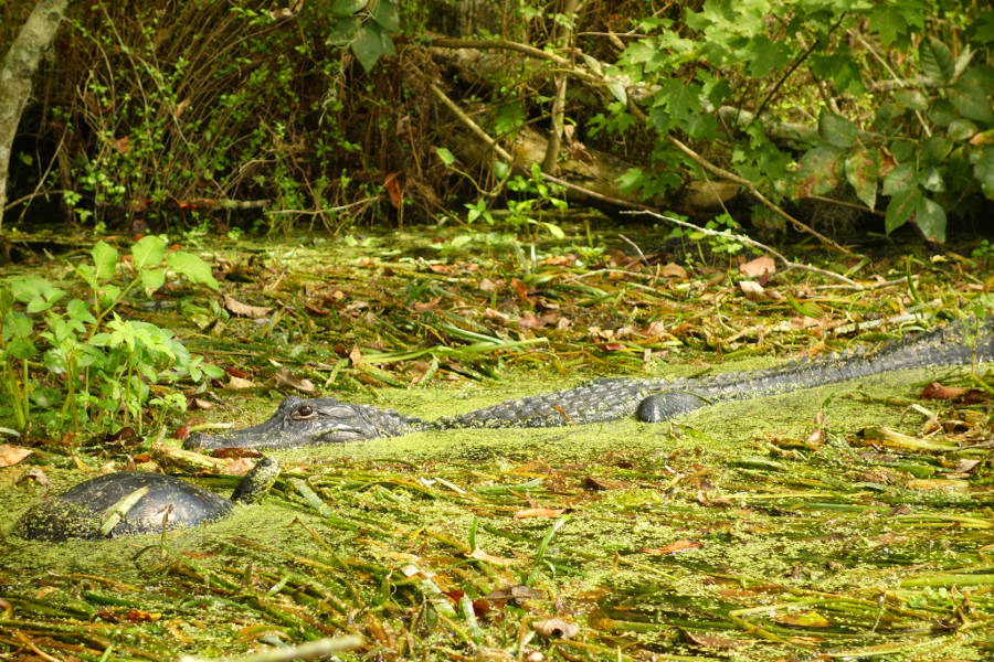 alligator silver springs state park