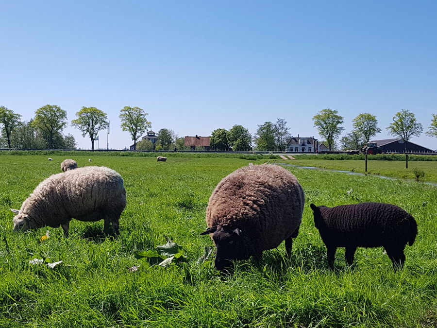 netherlands nature sheeps