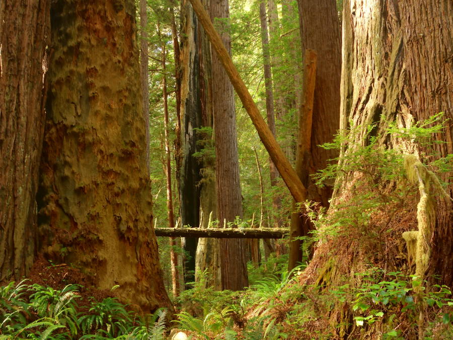 redwood national park