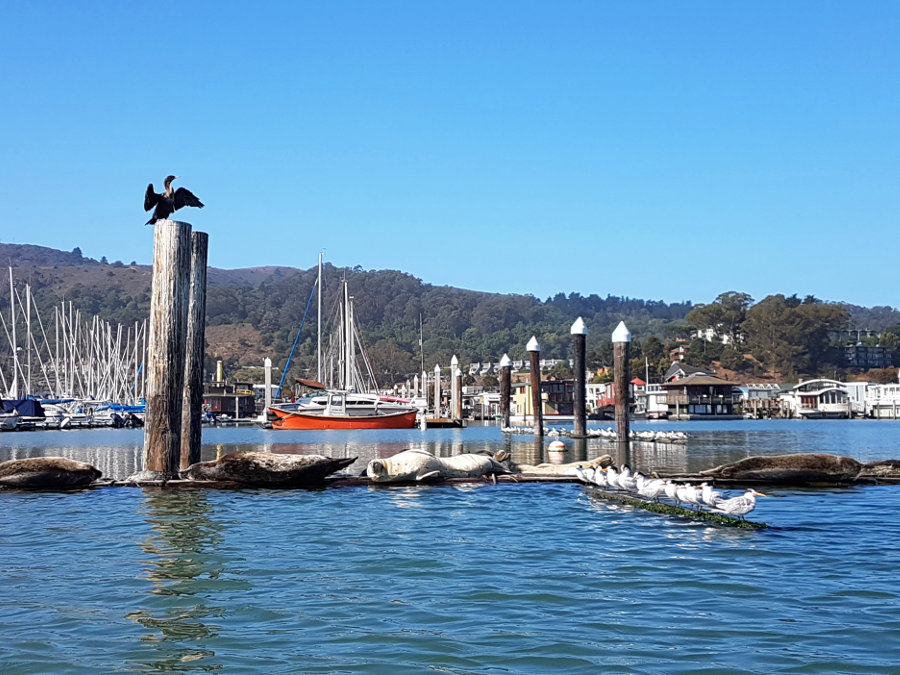 richardson bay san francisco paddling