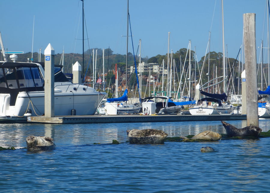sea lions san francisco sea lions san francisco