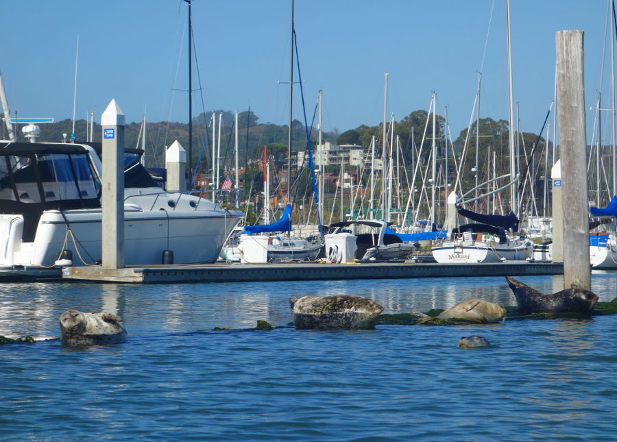 sea lions san francisco